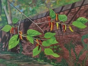 Mulberries